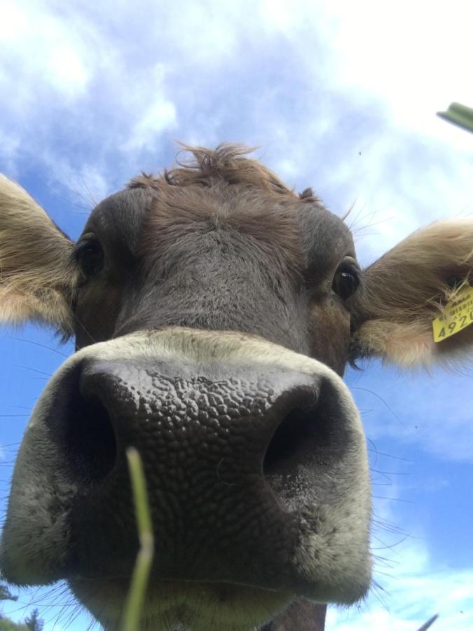Ferienhof Rinnergut Hinterstoder Bagian luar foto